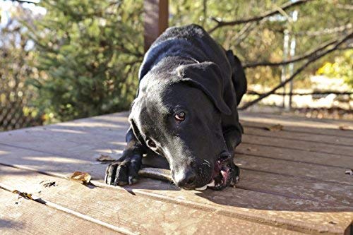 Pet Parents Gnawtlers versatile indoor/outdoor chew for dogs