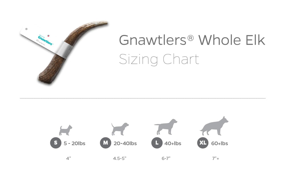 Pet Parents Gnawtlers large-dog enjoyment during chew time
