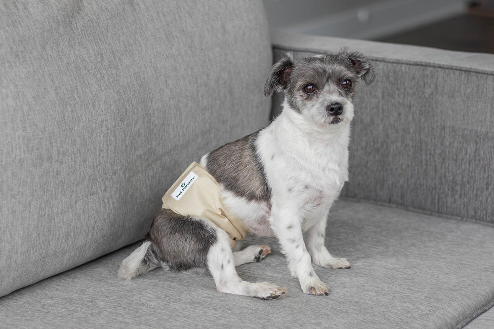 Pet Parents small-dog belly bands ideal for training and routine use.
