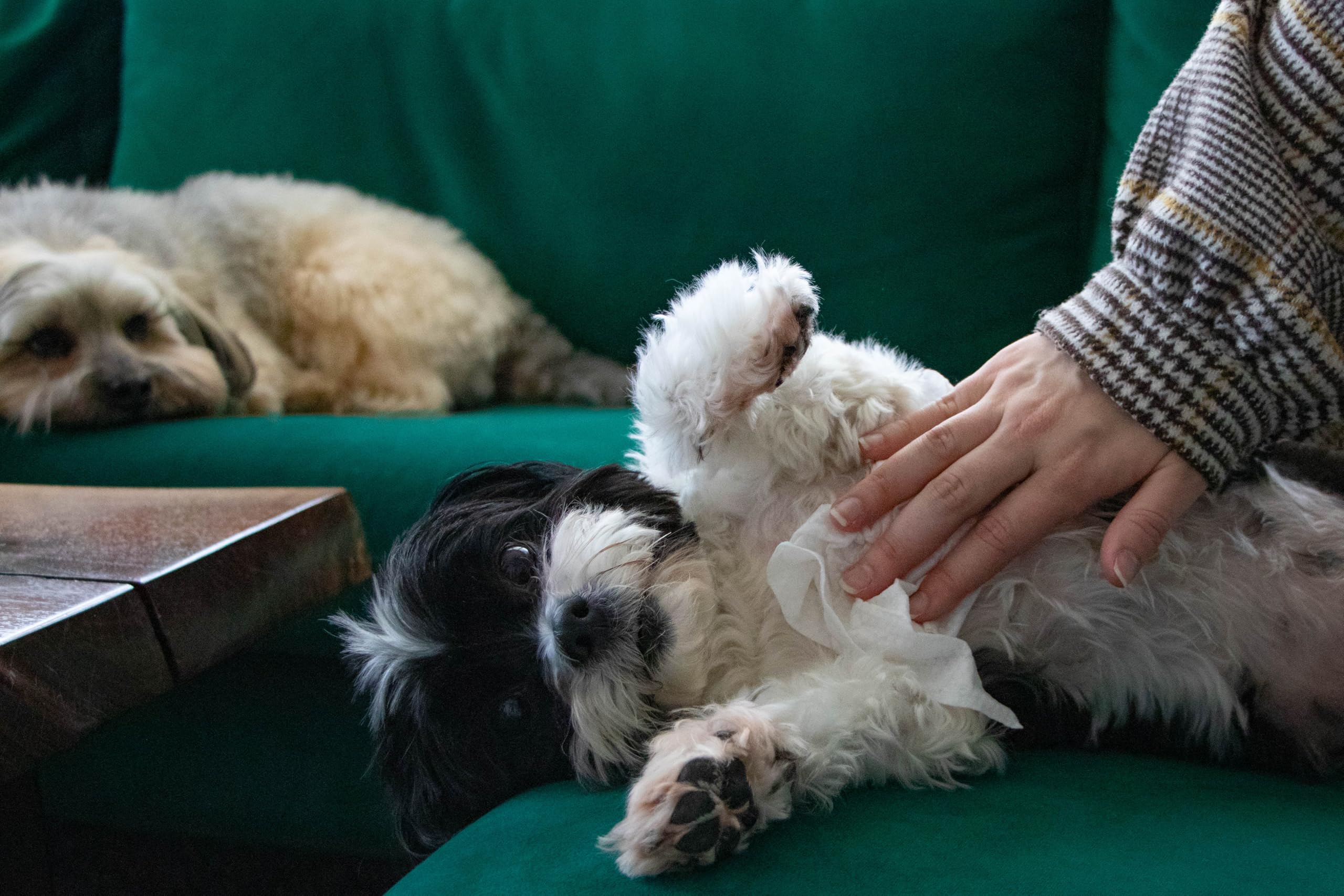 Pet Parents WiPees daily routine setup beside dog toy