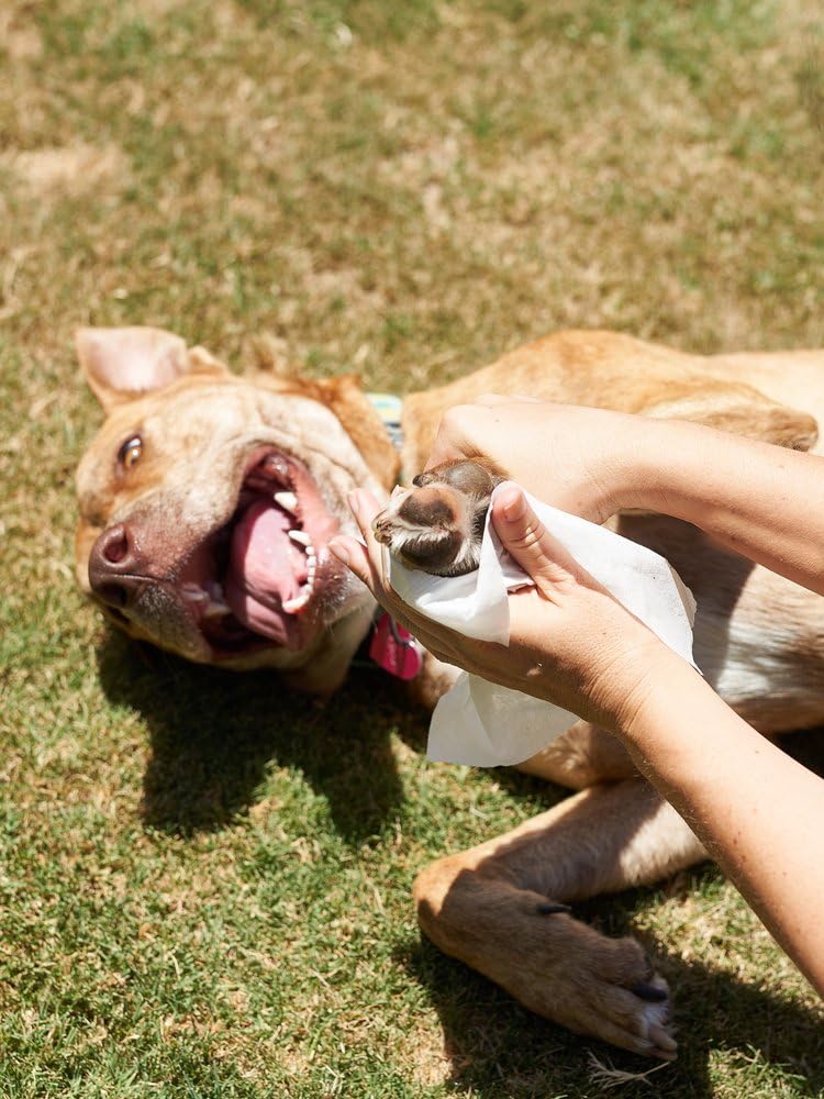 Pet Parents WiPees daily use on dog body for quick refresh