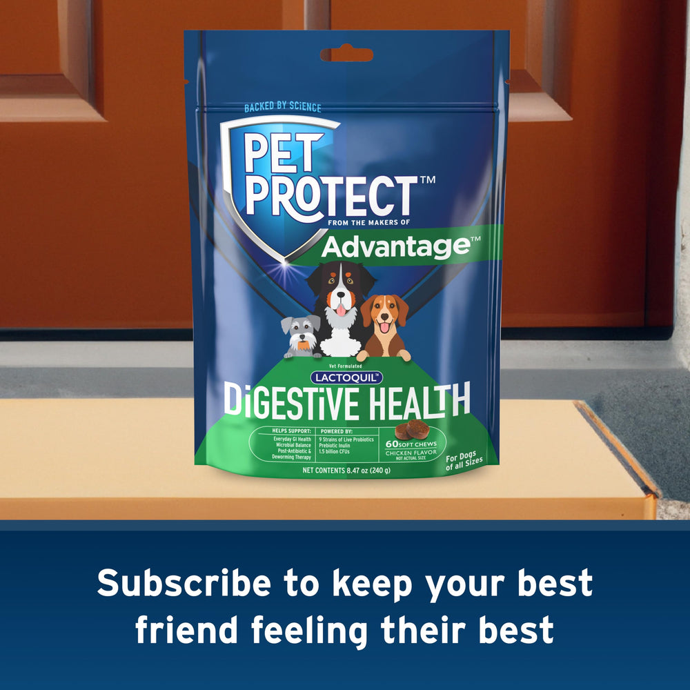 Pet Protect Digestive Health supports gut balance during post-antibiotic care.