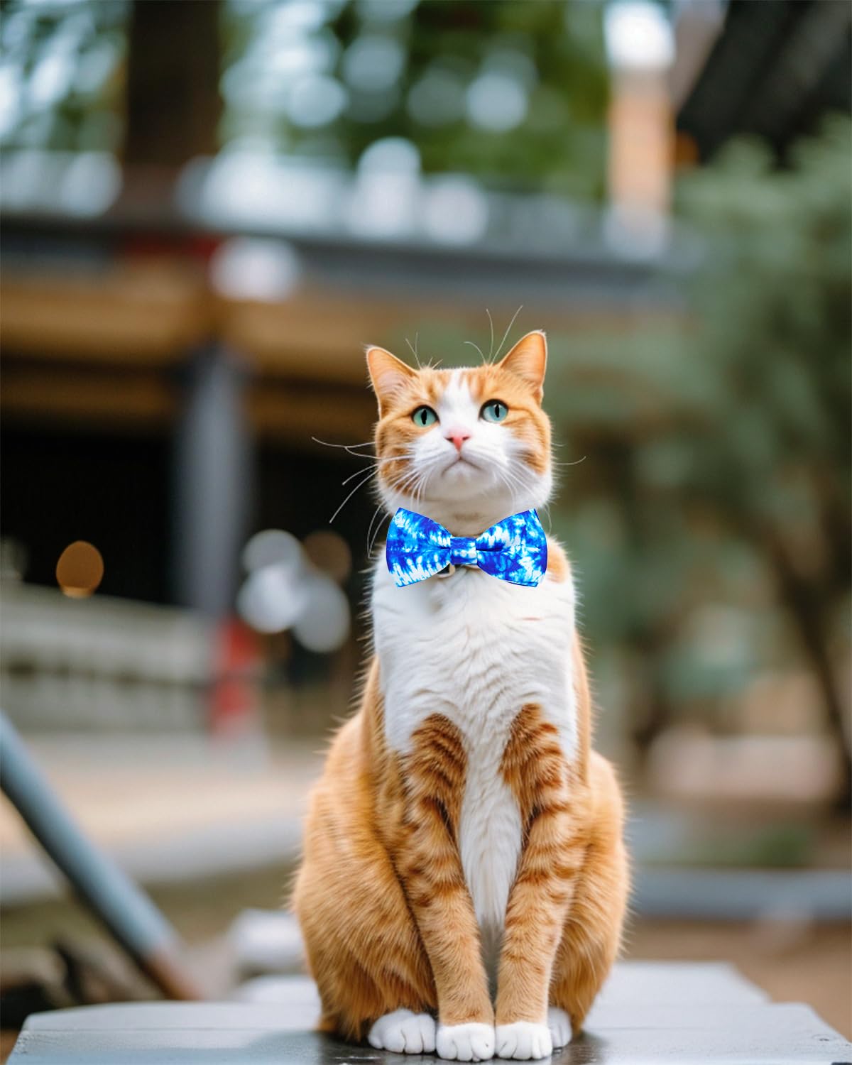 Diez diseños gradiente PET SHOW para combinar con accesorios.