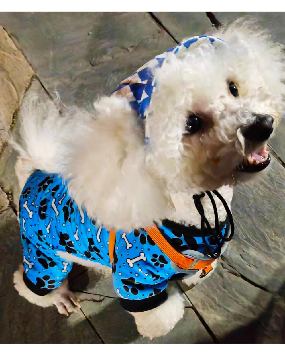 PET SHOW dog wearing pajamas during photoshoot shows adorable everyday wear