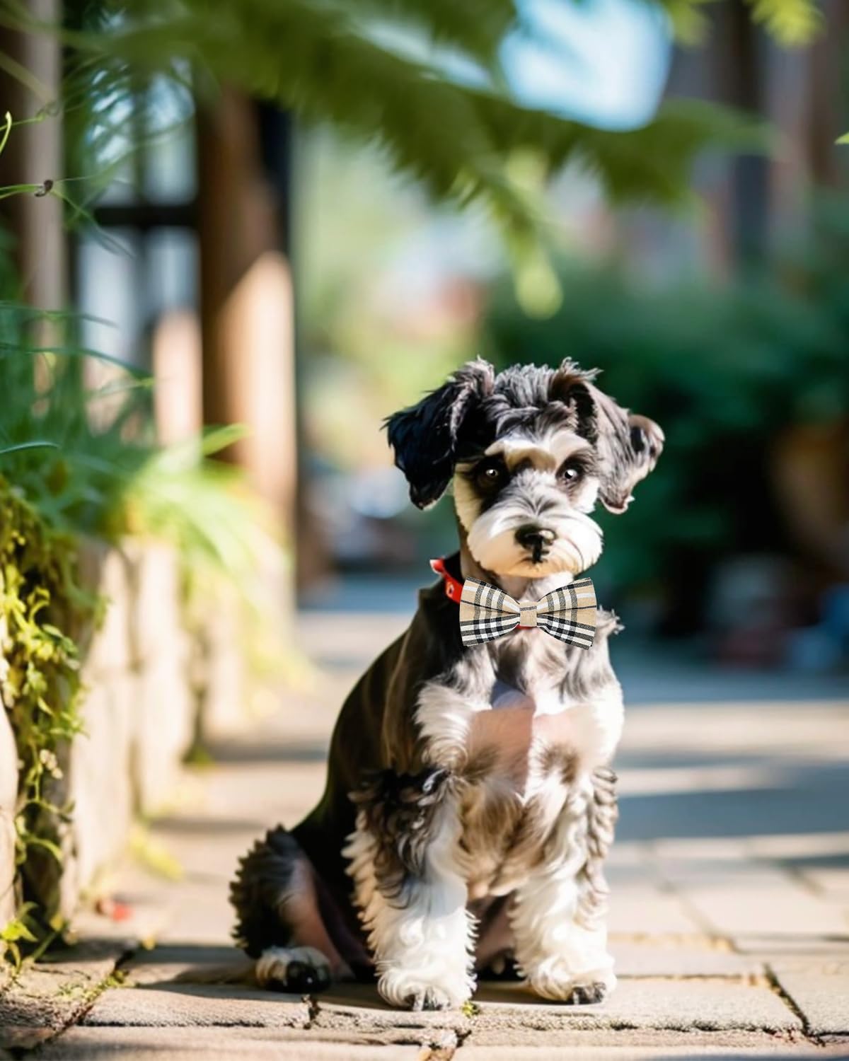 PET SHOW dog bowties during walks add charm and character