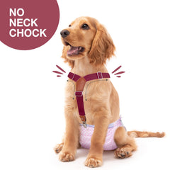Pet Soft suspenders adjustable straps highlight comfortable, customizable fit.