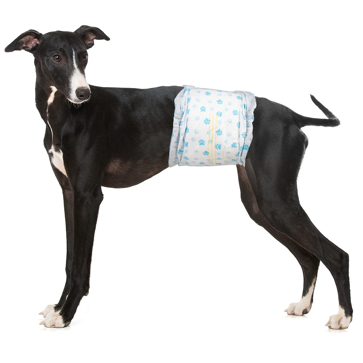 Pet Soft disposable male dog wraps pack front view showing patterns for different occasions