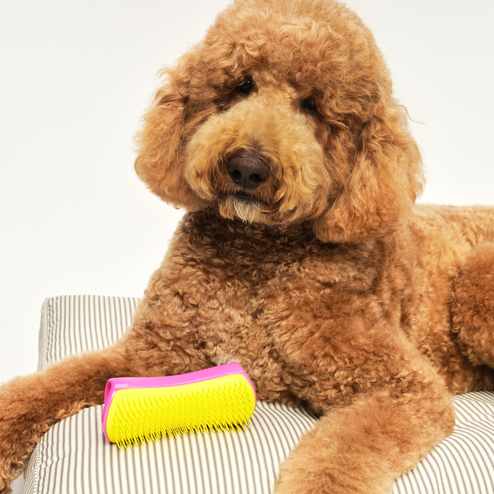 Pet Teezer detangling brush easy-clean design after grooming.