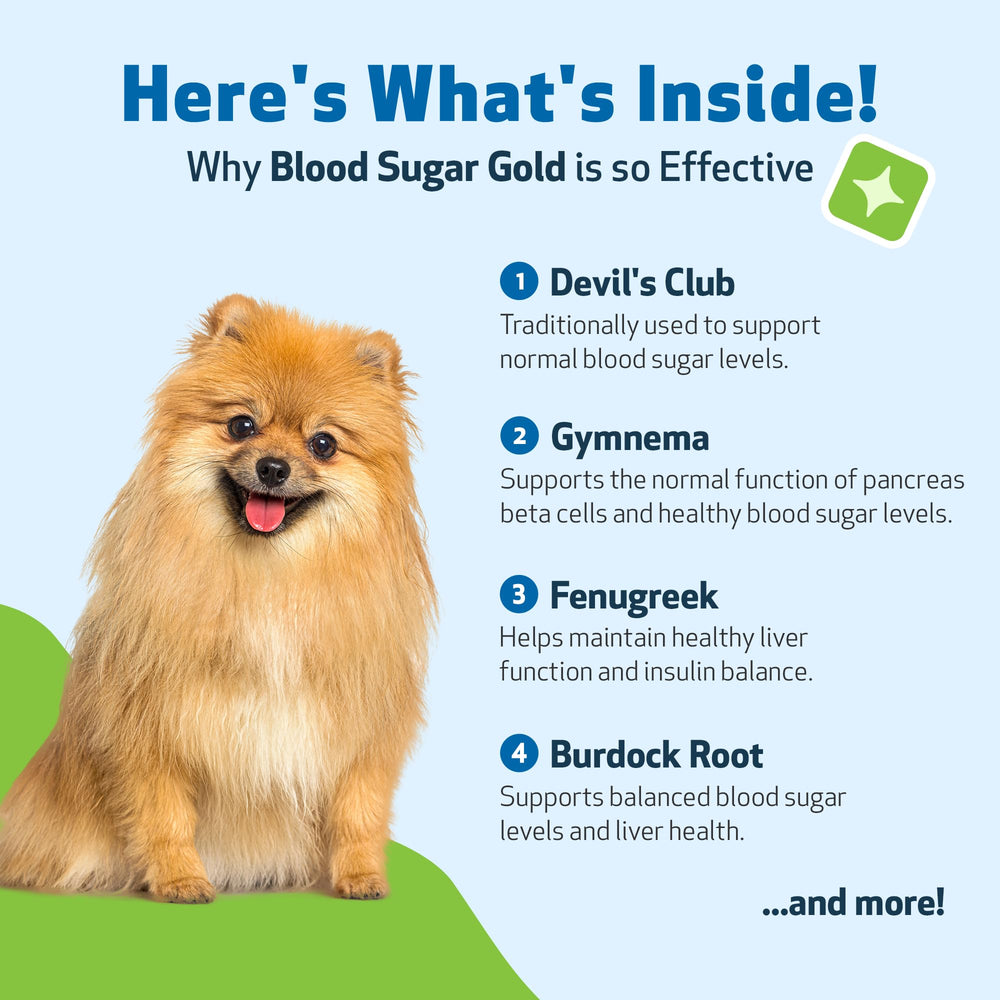 Devil’s Club component in Pet Wellbeing Blood Sugar Gold for holistic support