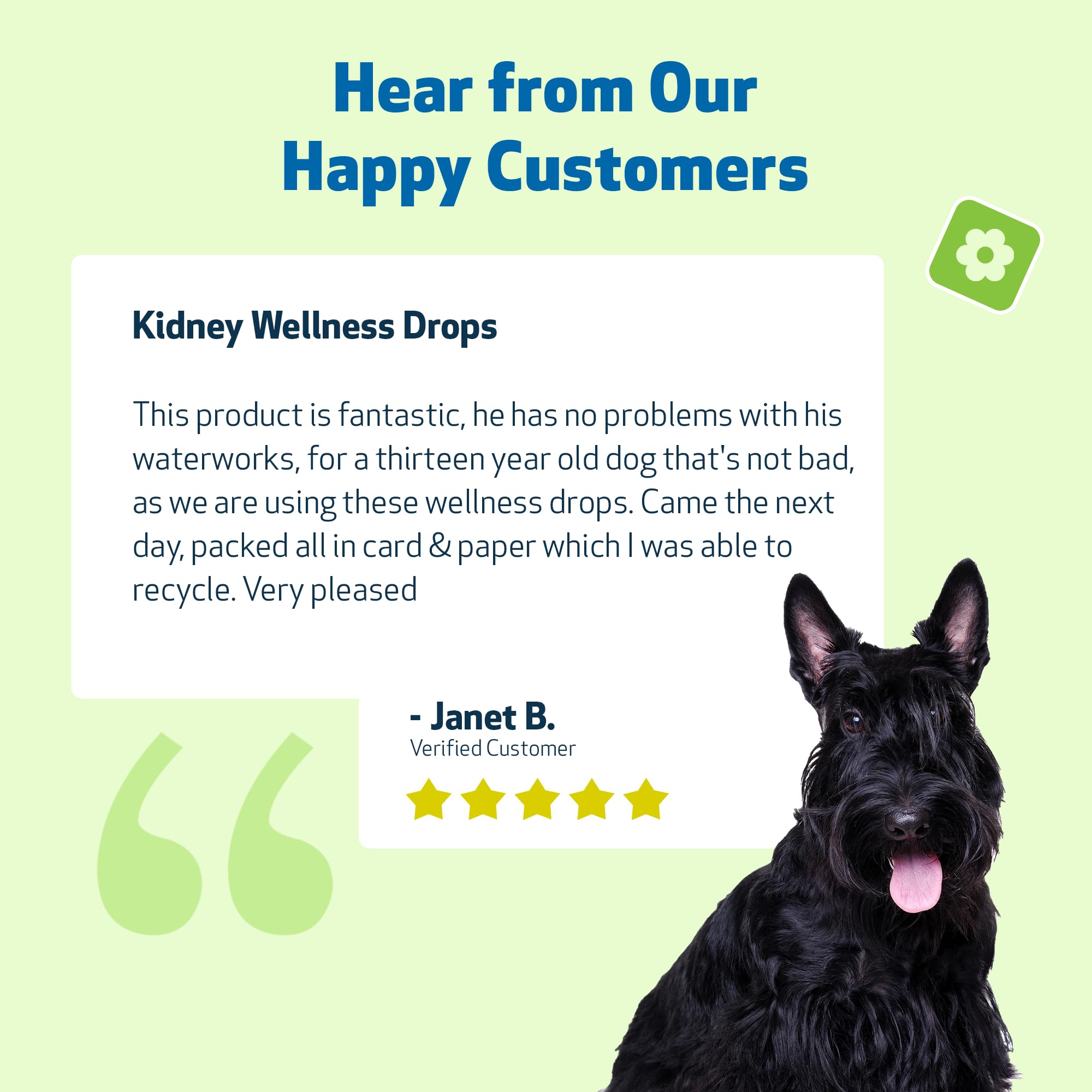 Pet Wellbeing Kidney Support Gold dosing spoon—simple administration reminders.