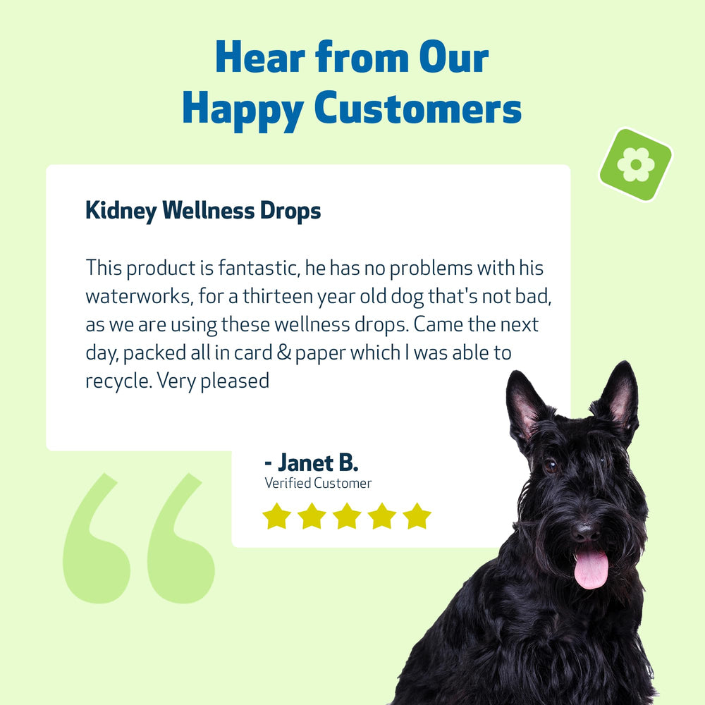 Pet Wellbeing Kidney Support Gold dosing spoon—simple administration reminders.