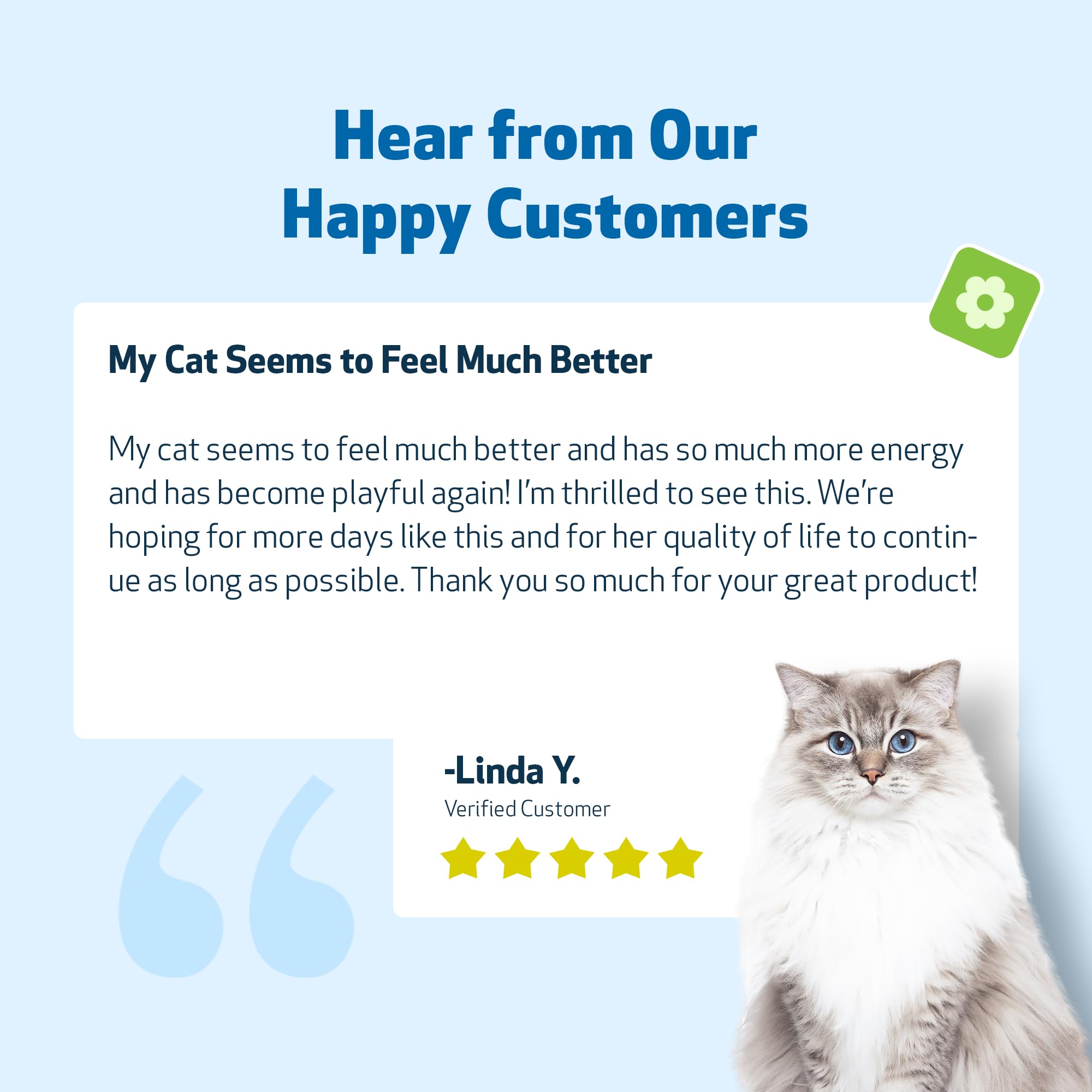 Pet Wellbeing Kidney Support Gold vet-formulated badge signals expert design.