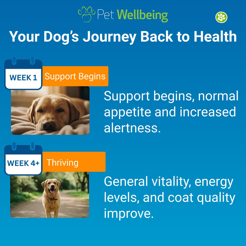 Pet Wellbeing Life Gold herbal ingredients closeup emphasizes natural antioxidants and cleansing blend.