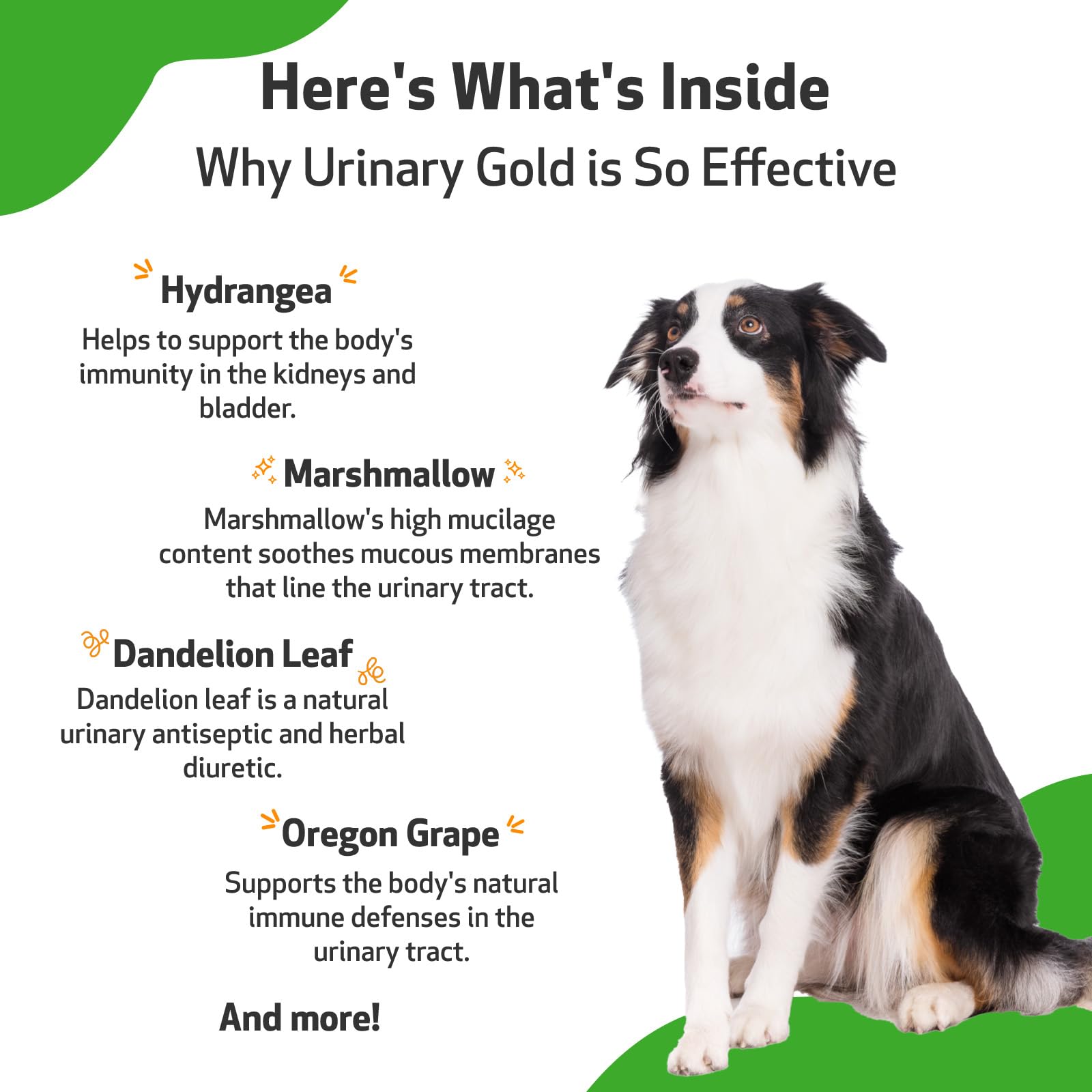 Pet Wellbeing Urinary Gold daily routine setup for ongoing urinary wellness.