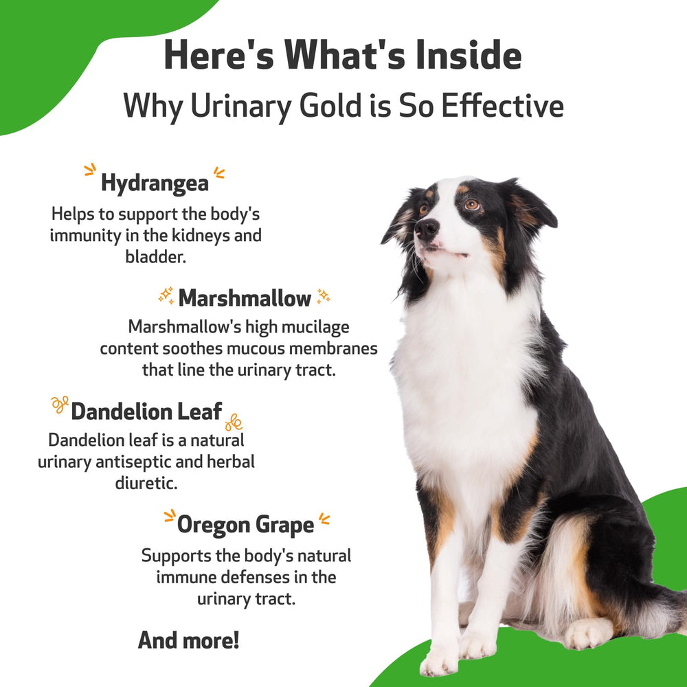 Pet Wellbeing Urinary Gold daily routine setup for ongoing urinary wellness.