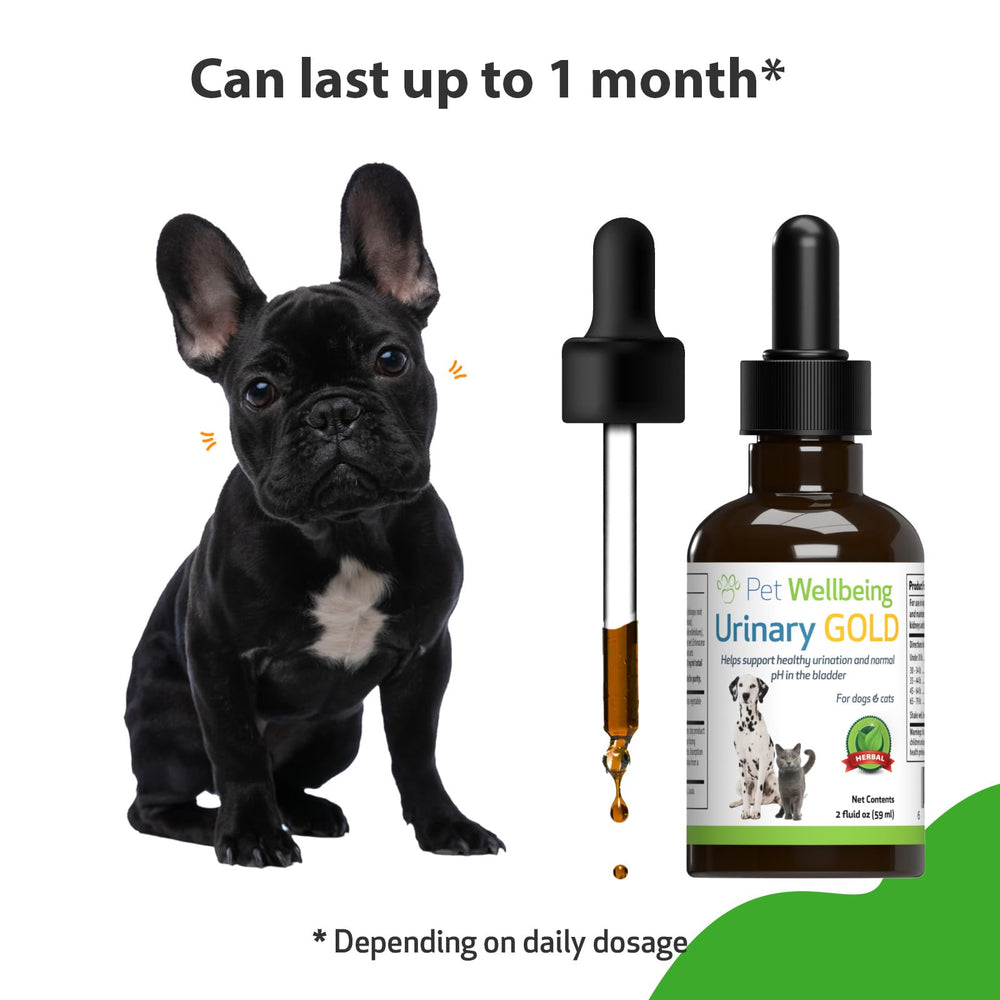 Pet Wellbeing Urinary Gold dog looking content after supplement use.