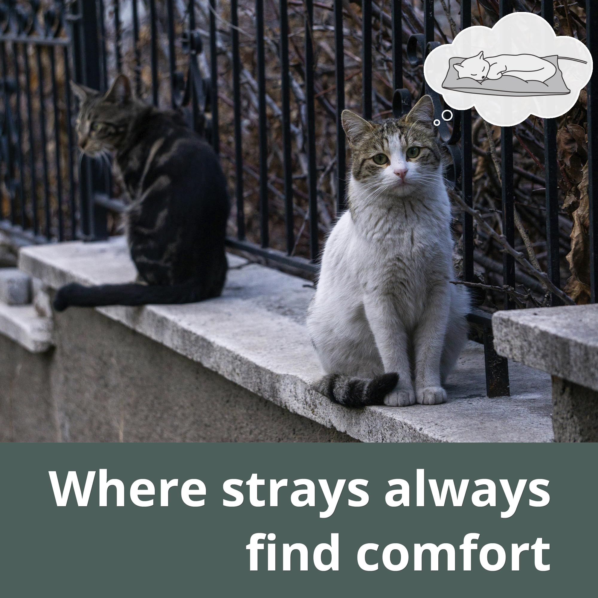 Petace outdoor heated cat bed in shelter shows cozy warmth for feral cats.