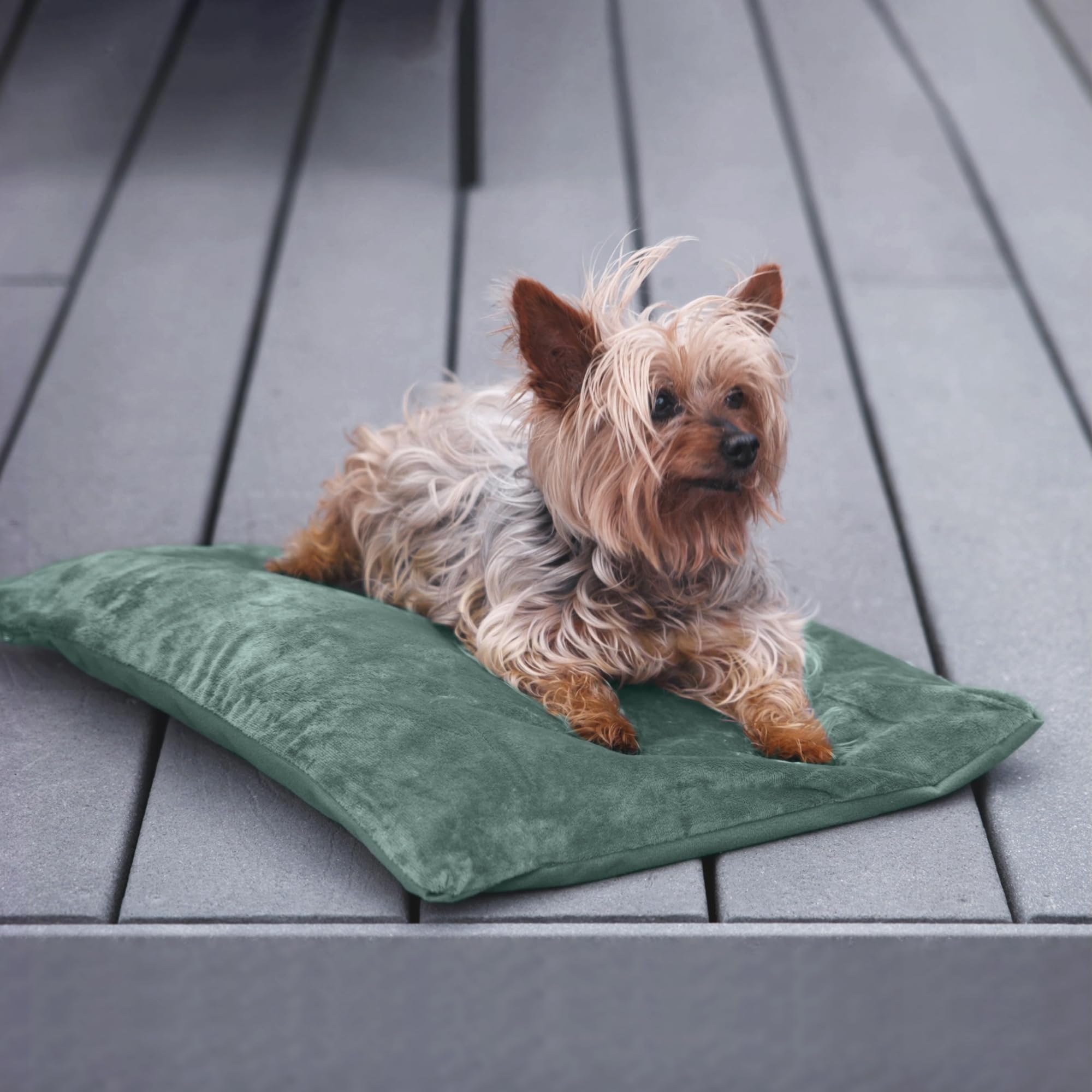 Petace outdoor heated cat bed indoors demonstrates versatile warmth for indoor use.