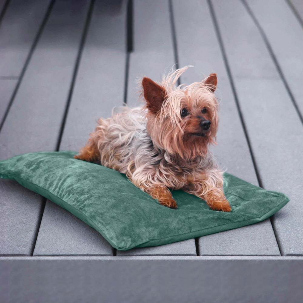 Petace outdoor heated cat bed indoors demonstrates versatile warmth for indoor use.