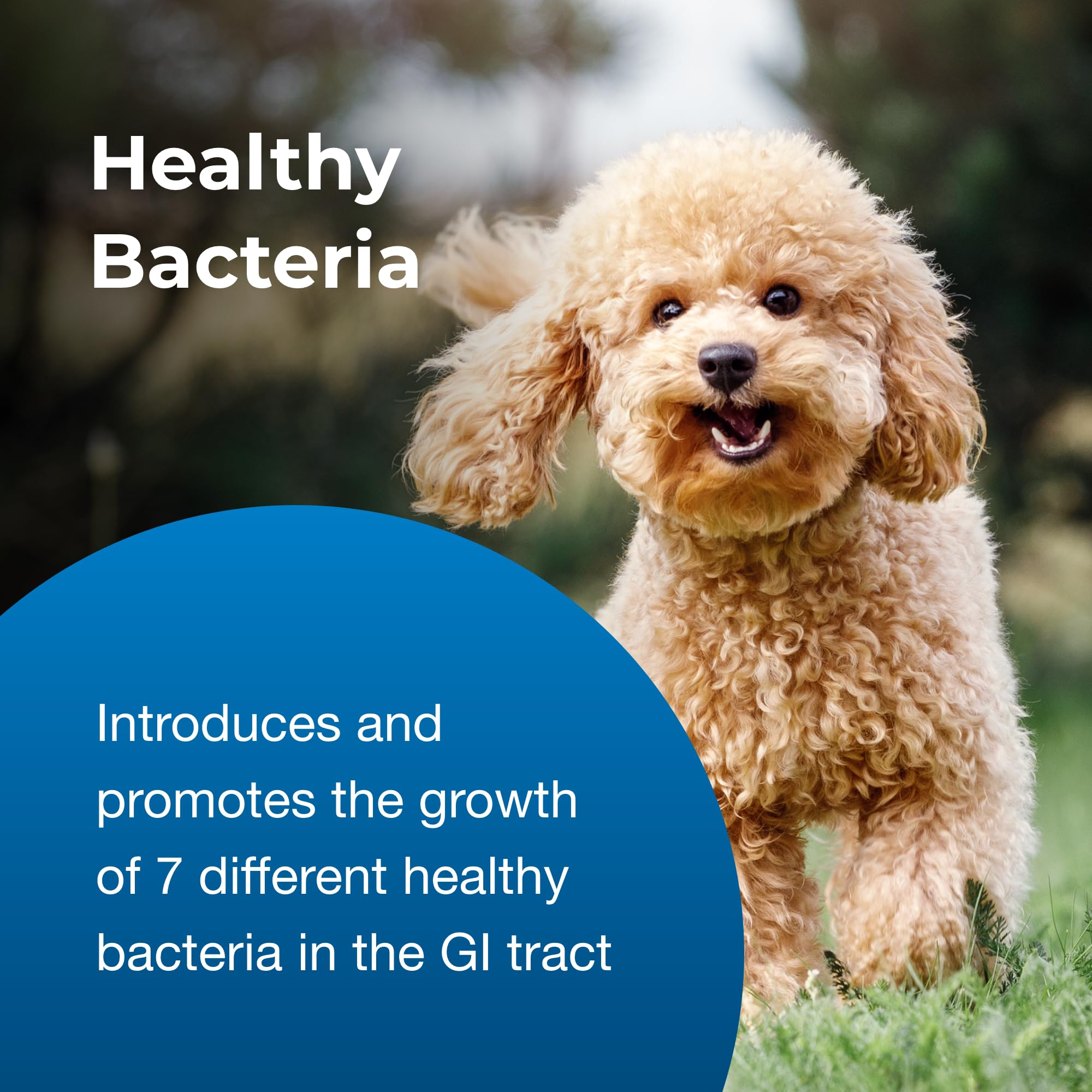 PetAg Bene-Bac Plus useful during travel or boarding for gut stability.