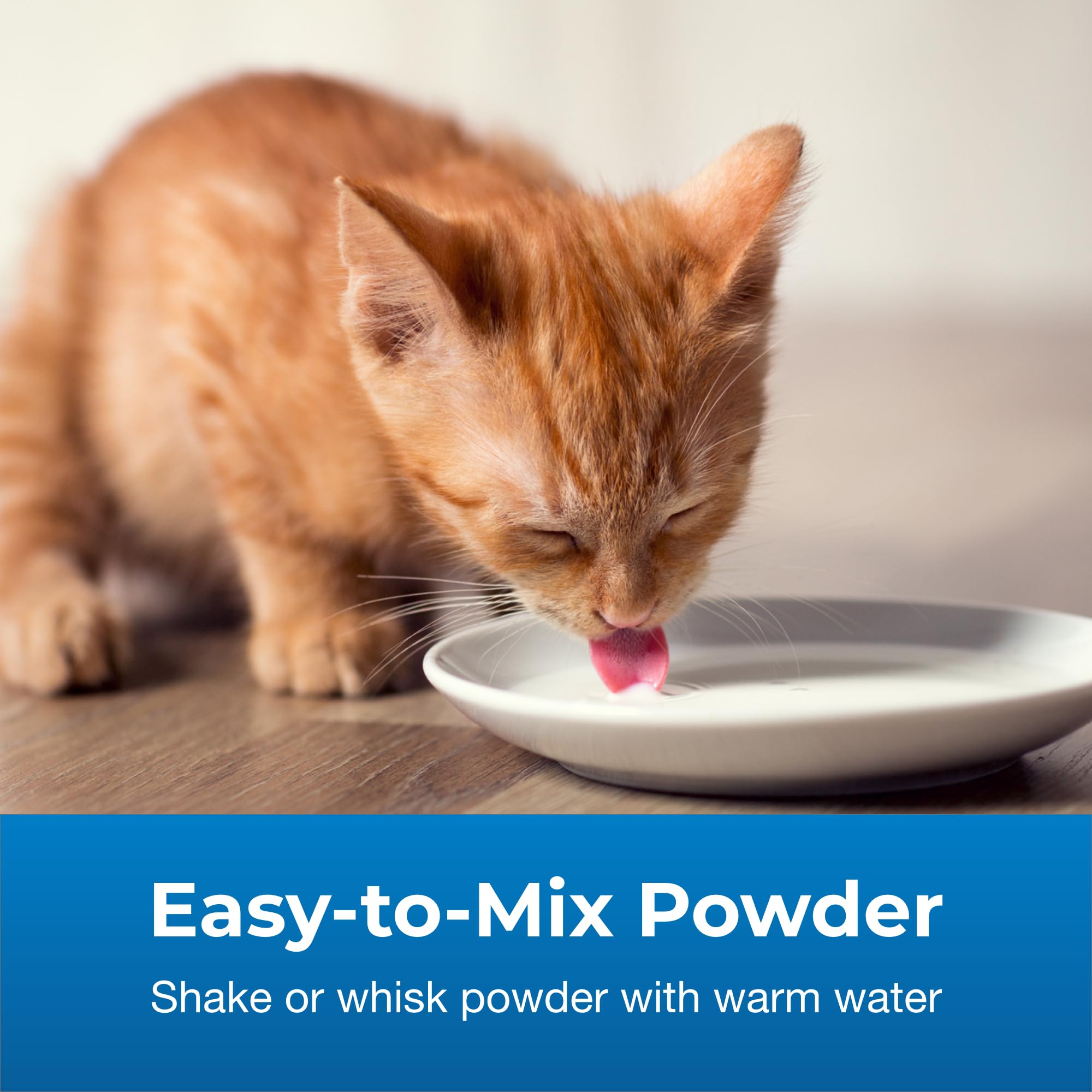 PetAg KMR 2nd Step kitten lapping DHA-rich formula during weaning