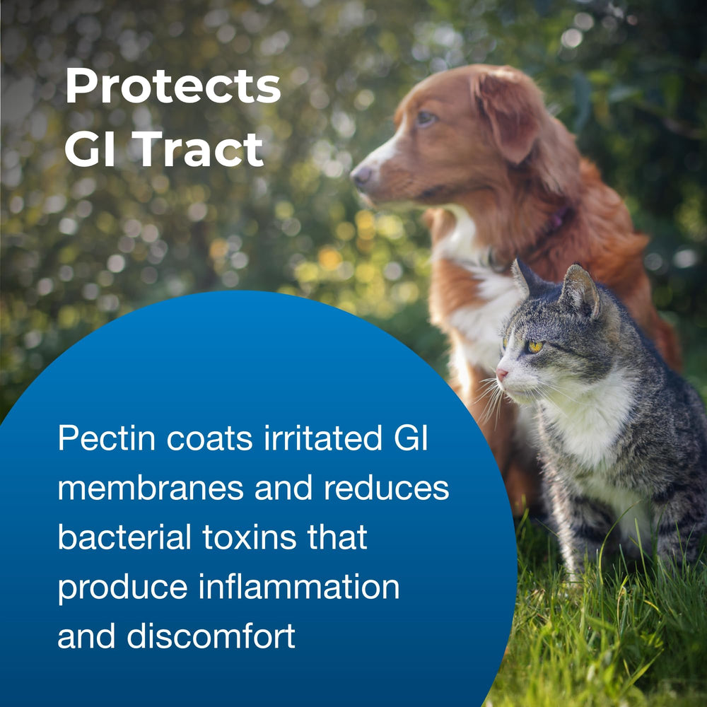 PetAg Pet Pectillin usage for dogs and cats shows practical symptom support.