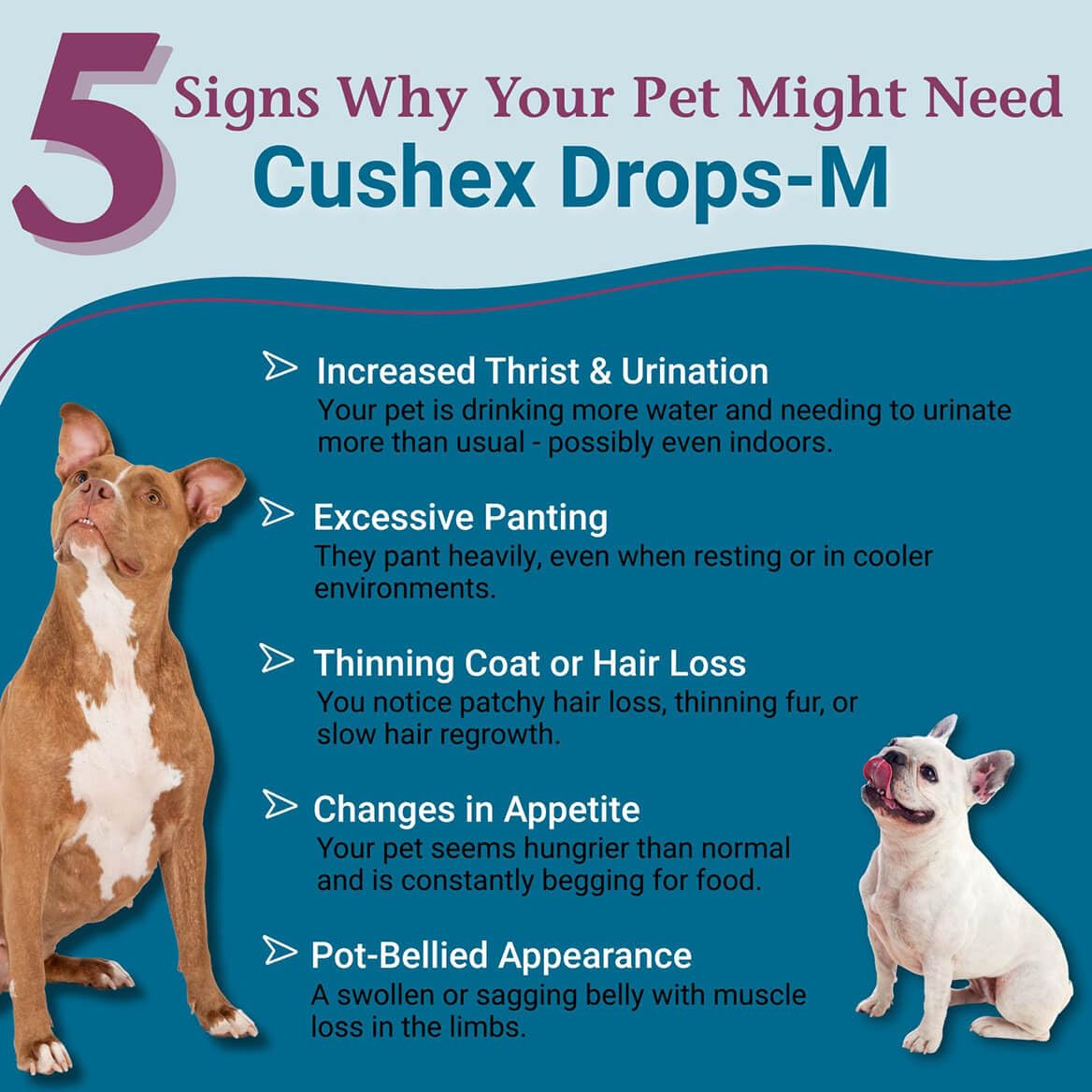 Cushex Drops-M for dogs and cats, highlighting digestive balance through homeopathic formula.