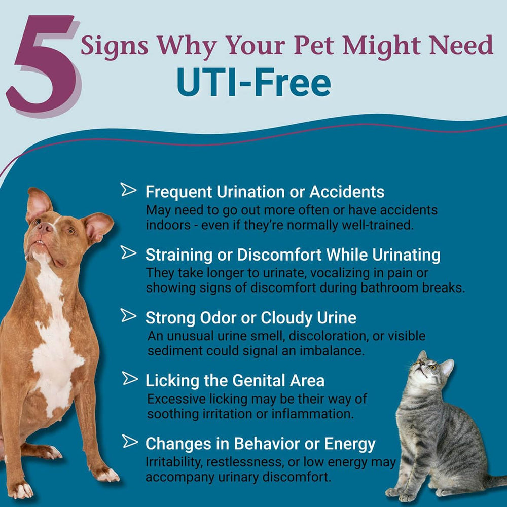 PetAlive UTI granules dissolving, showing easy dosing for pets.