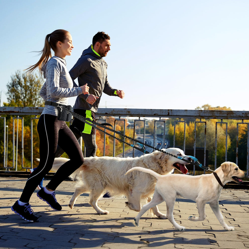 PetAmi reflective trim pockets boost visibility in low light.