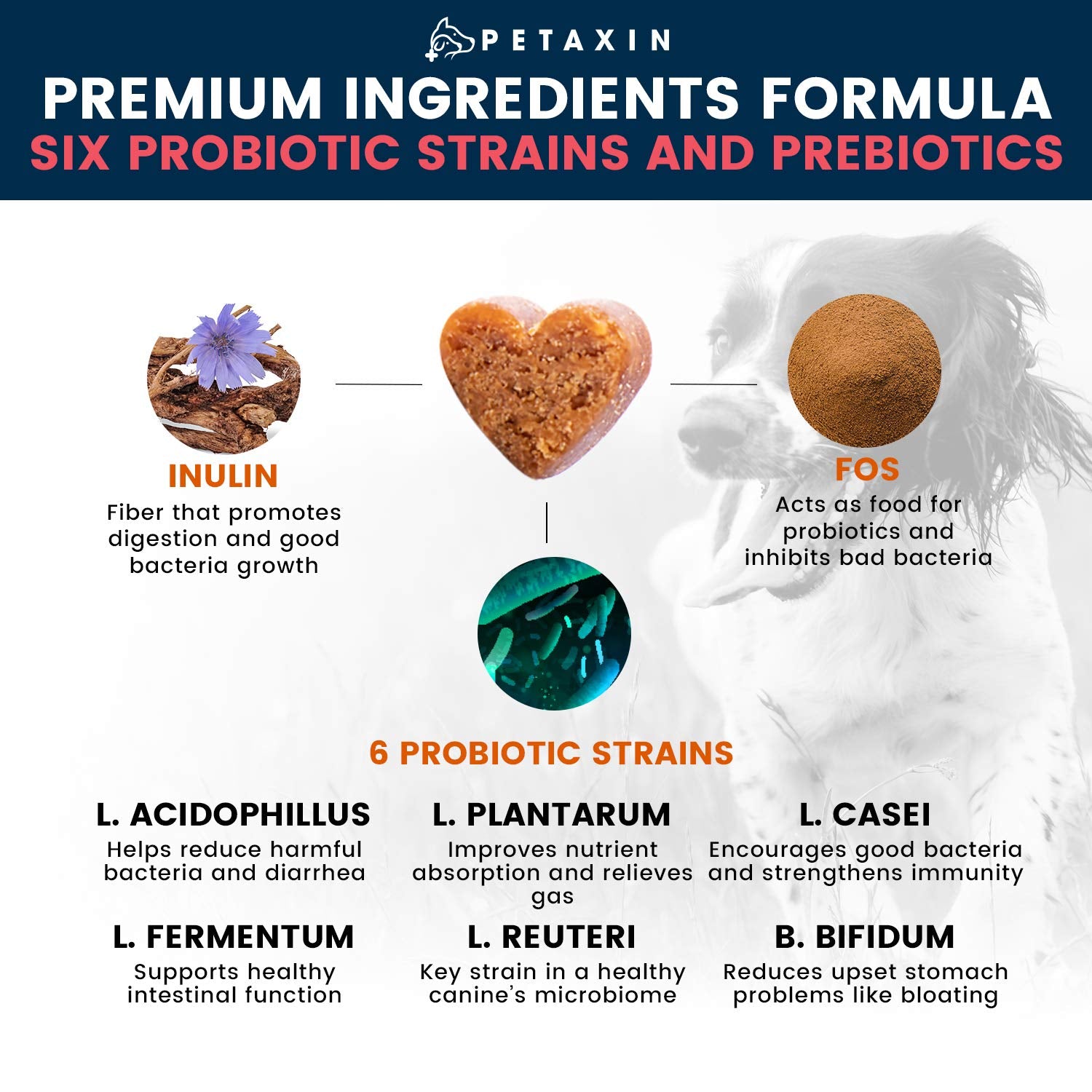 Petaxin Probiotics for Dogs digestive chews image suggesting improved digestion.