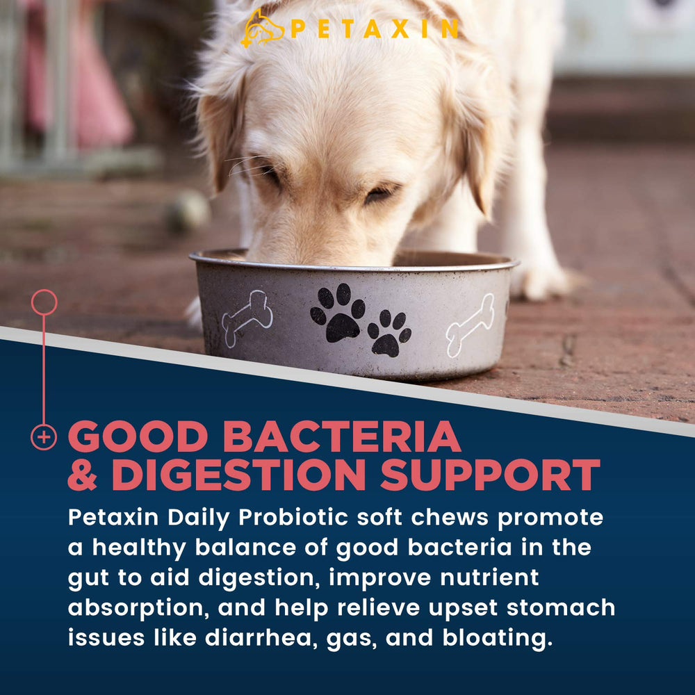 Petaxin Probiotics for Dogs soft chews close-up with delicious chicken flavor.