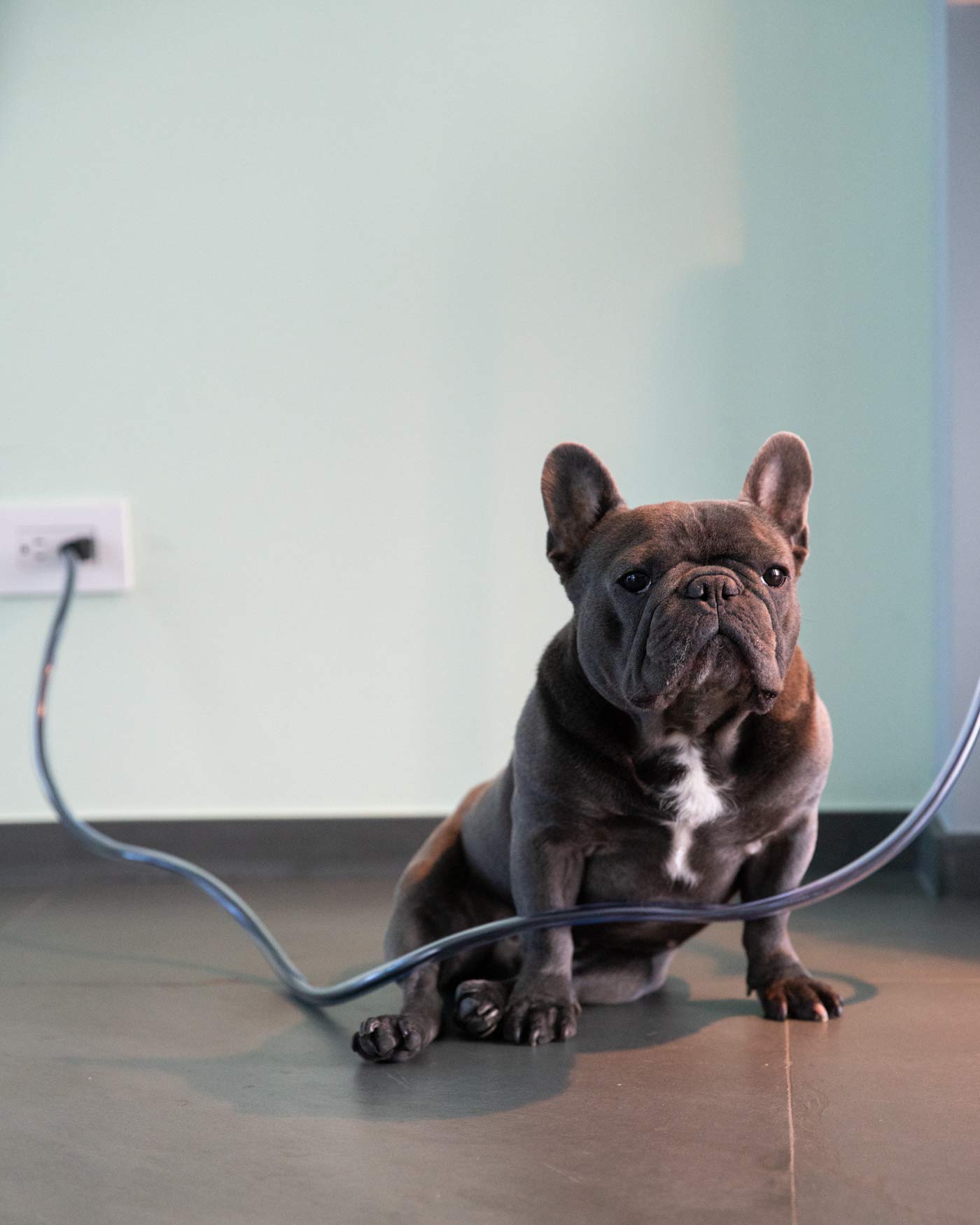 PetCords kitchen appliance cord protector helps prevent chewing and cable damage