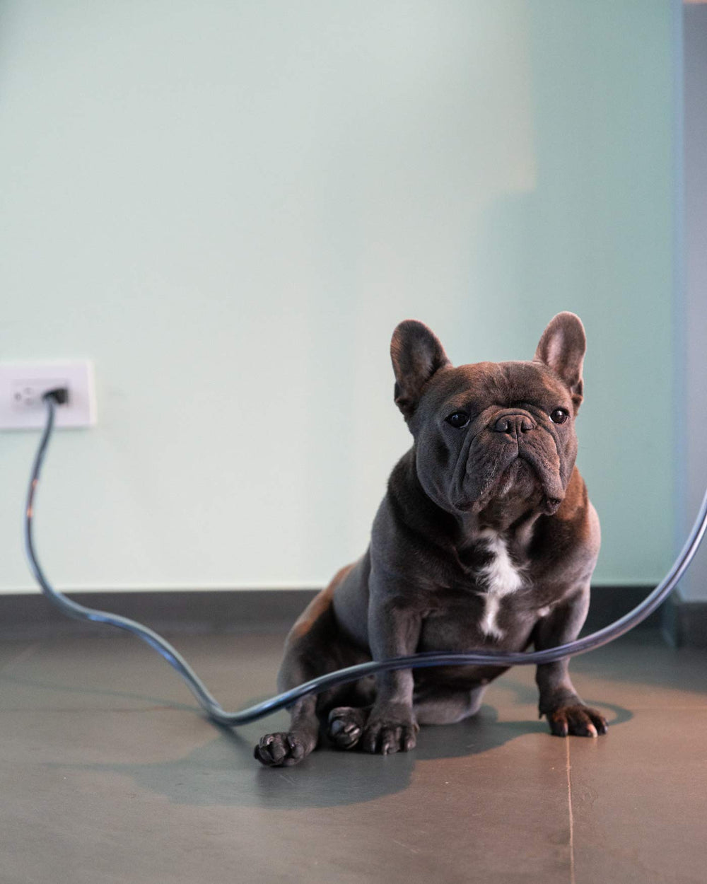 PetCords kitchen appliance cord protector helps prevent chewing and cable damage