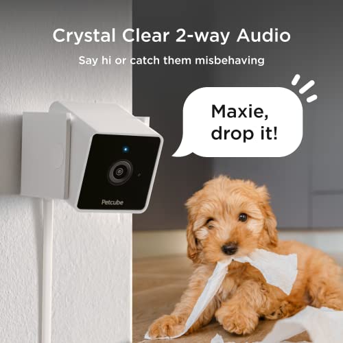 Petcube Cam 2-way audio enables real-time conversation with your pet.
