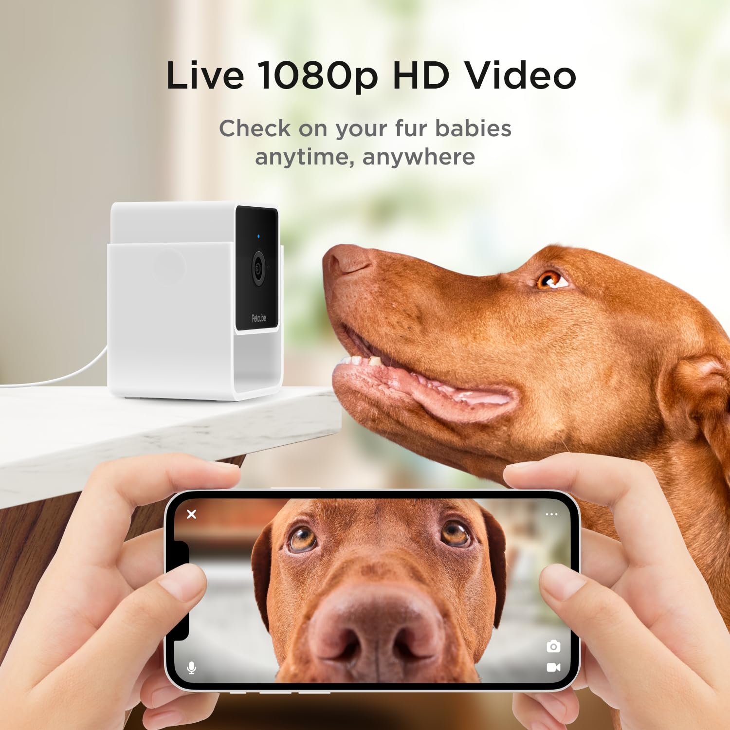 Petcube Cam Pack 3 night-vision offers clear viewing in low light conditions.