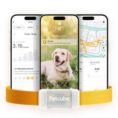 Petcube GPS Tracker dog live map view helps locate your pet quickly
