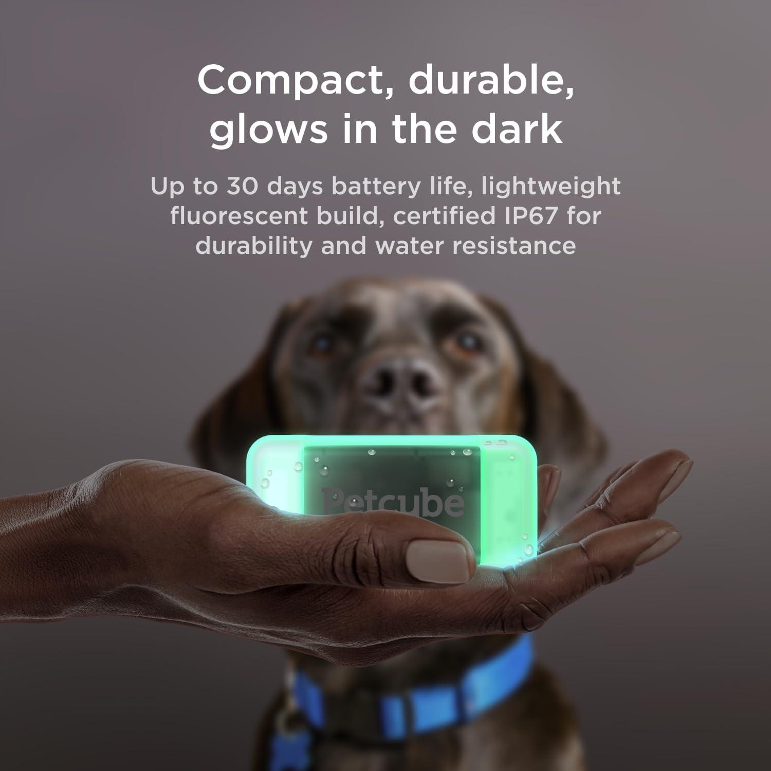 Petcube GPS Tracker escape alerts notify you when your dog exits safe zones