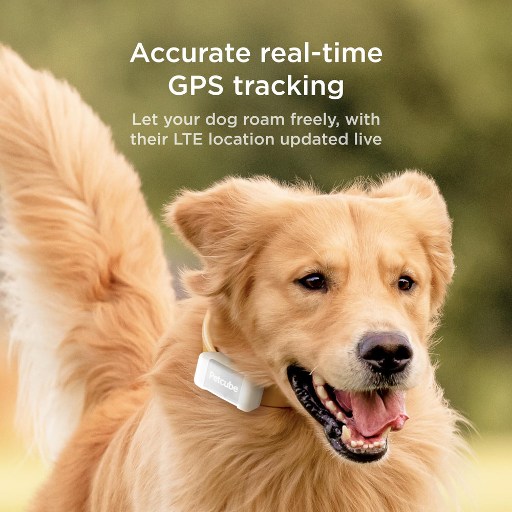 Petcube GPS Tracker interactive map shows real-time location for quick action