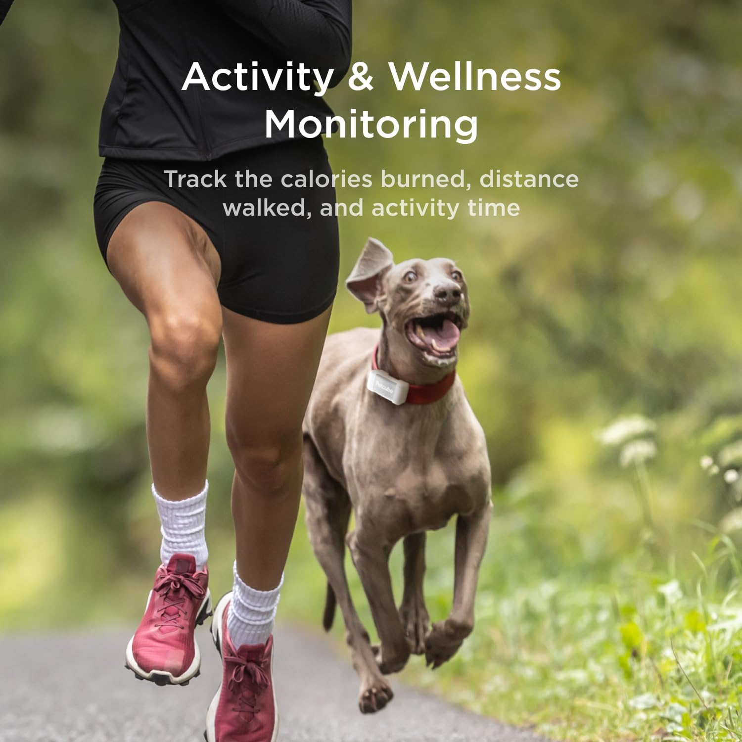 Petcube GPS Tracker subscription dashboard enables easy plan management in the app