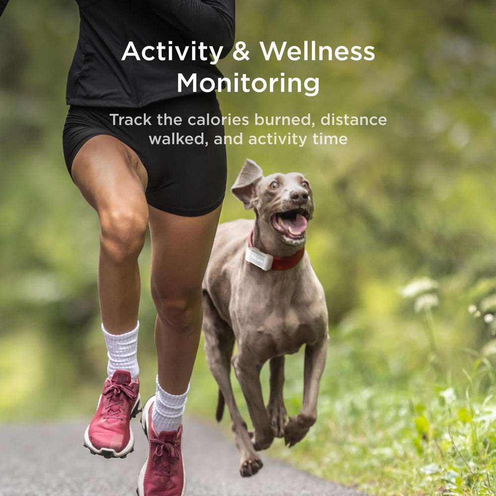 Petcube GPS Tracker subscription dashboard enables easy plan management in the app