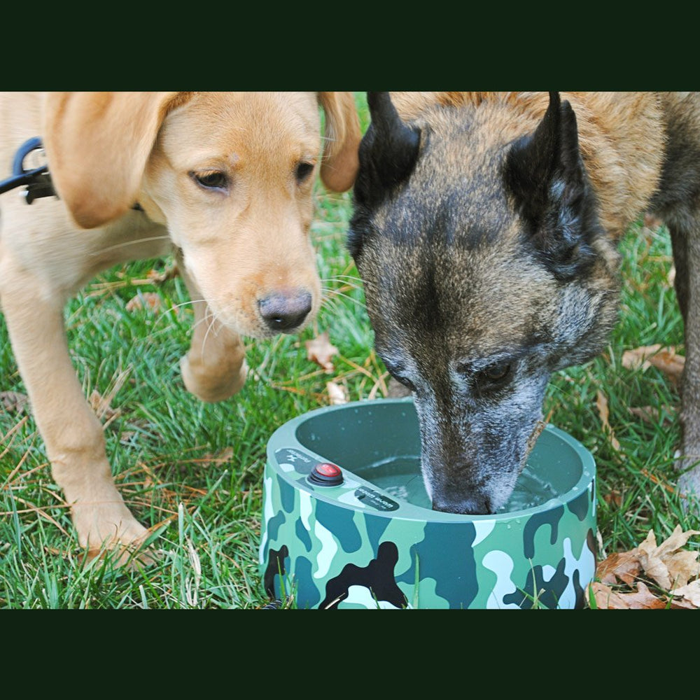 Petfactors heated-bowl water-fill showing safe warm temperature for pets
