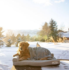 PetFusion BetterLounge memory foam close-up highlights dense cushioning for joints