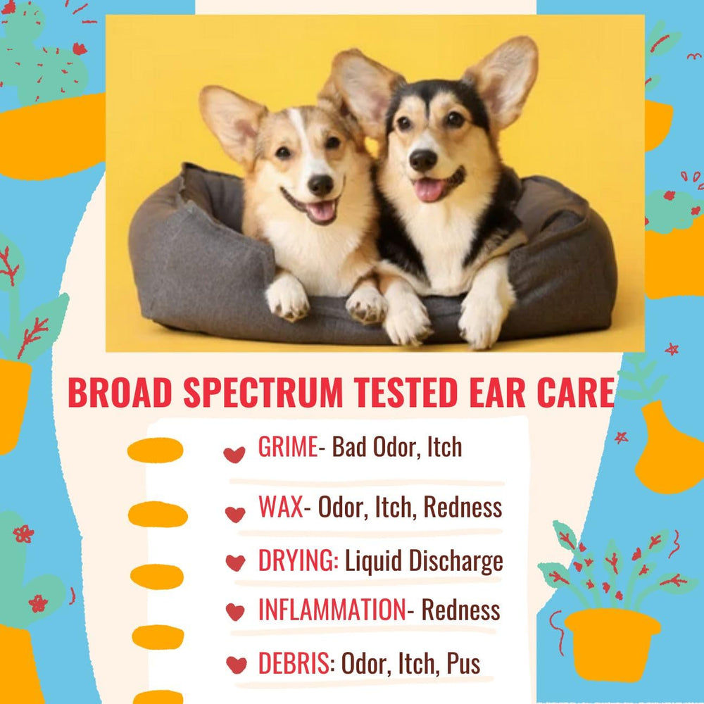 Petglow ear care after-treatment looks comfortable and calm.
