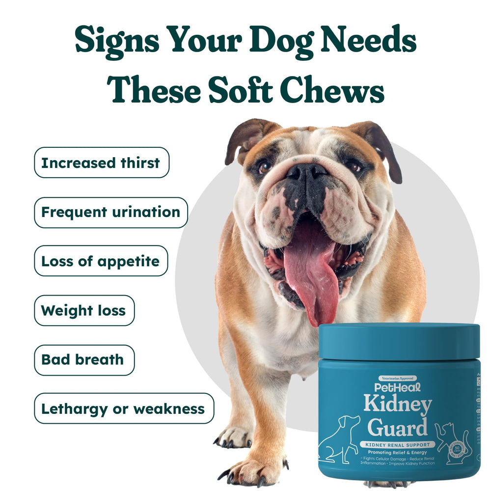 PetHeal Kidney Guard Chews dog taking a chew, easy administration for daily renal care.