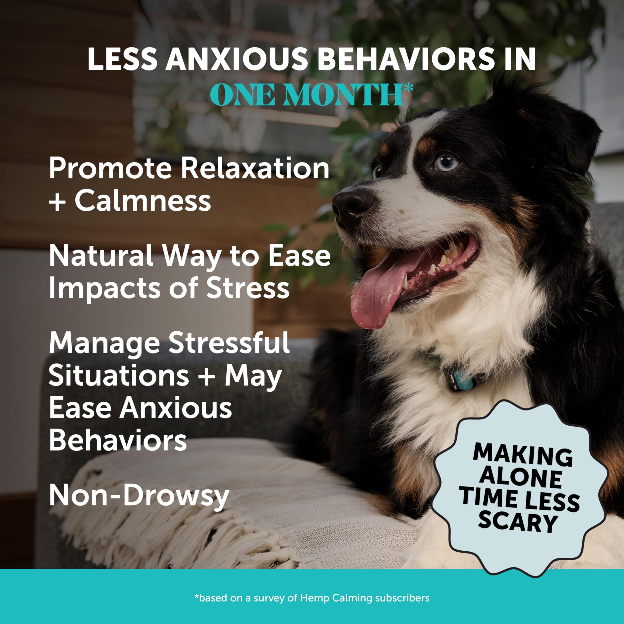Pet Honesty calming chews chicken-flavor treats for anxious dogs' stress support.