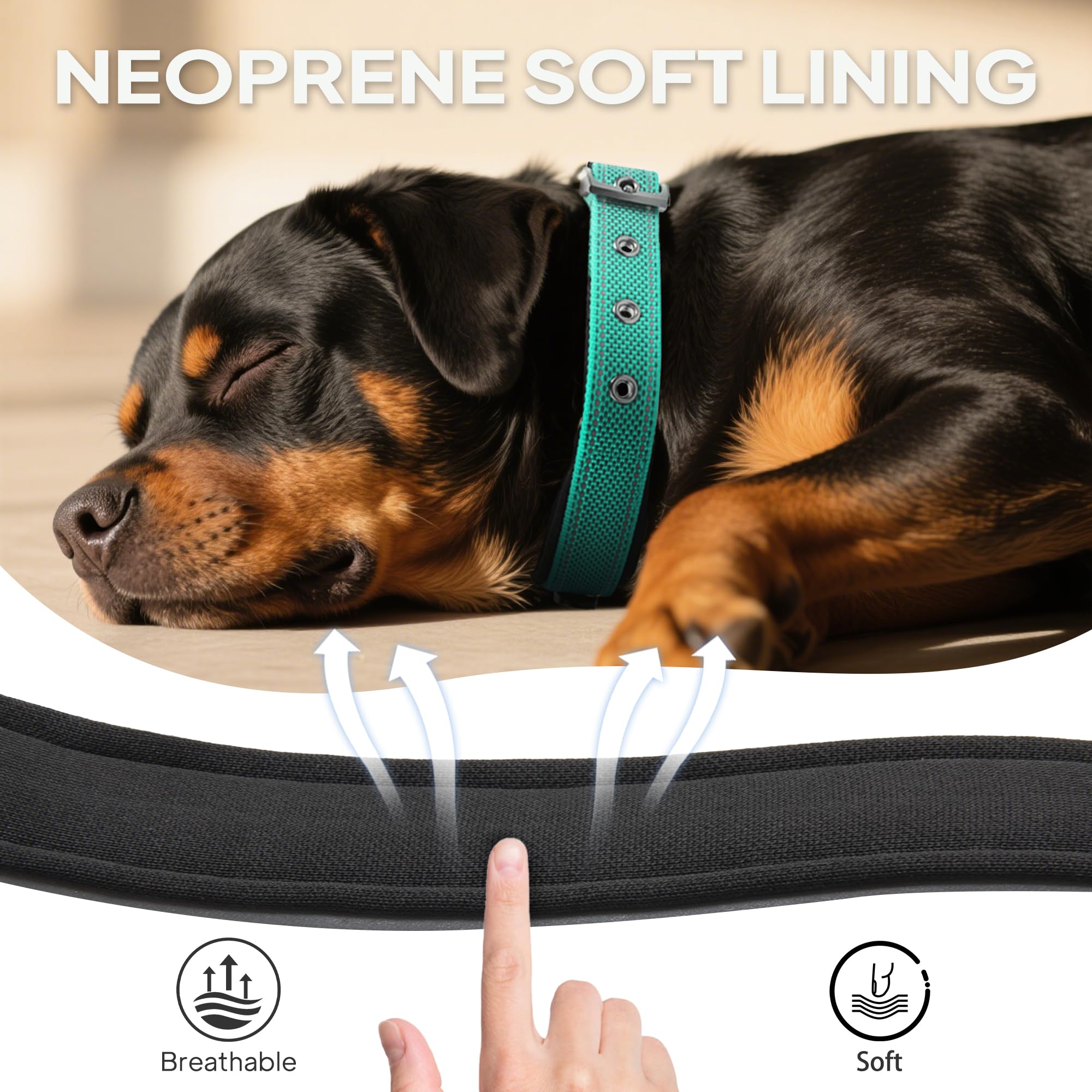 PetiFine reflective straps improve visibility for dawn and dusk walks.