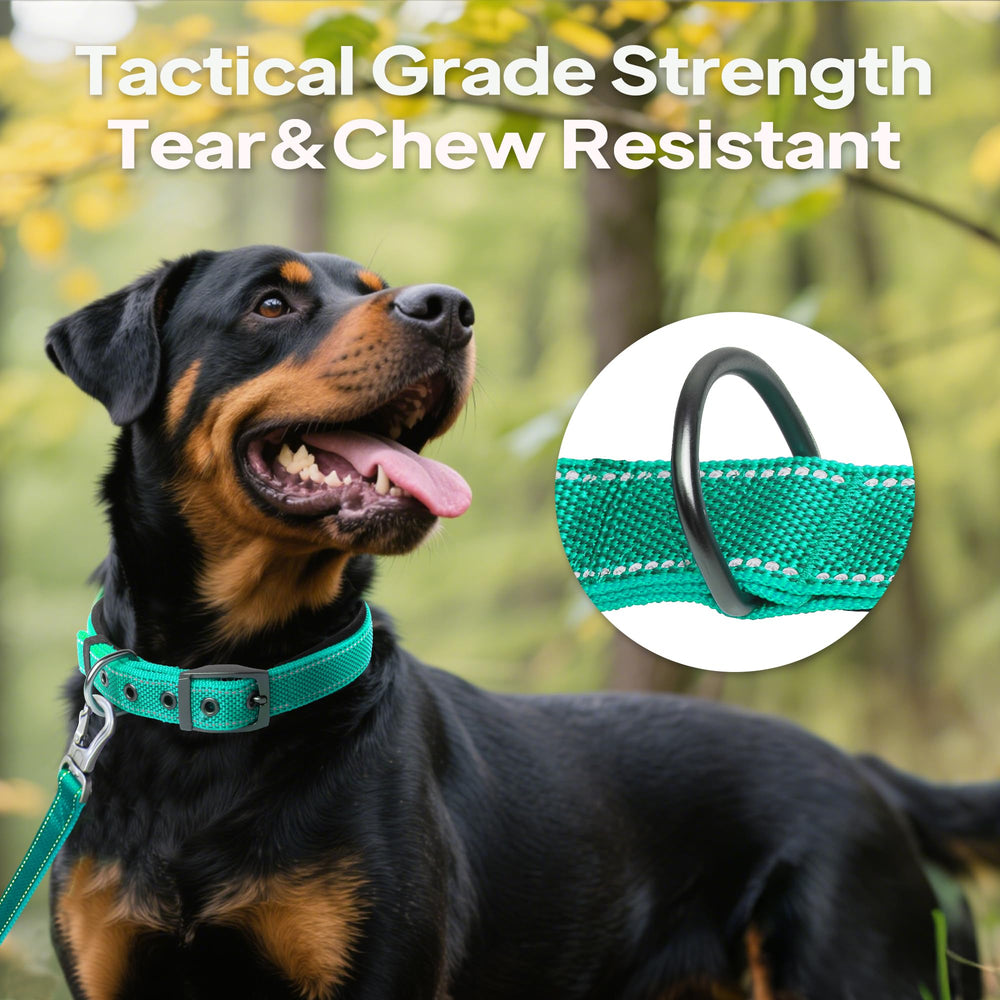 PetiFine padded collar reduces irritation during active play sessions.