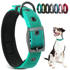 PetiFine teal neoprene padded dog collar provides comfortable neck support during active walks.