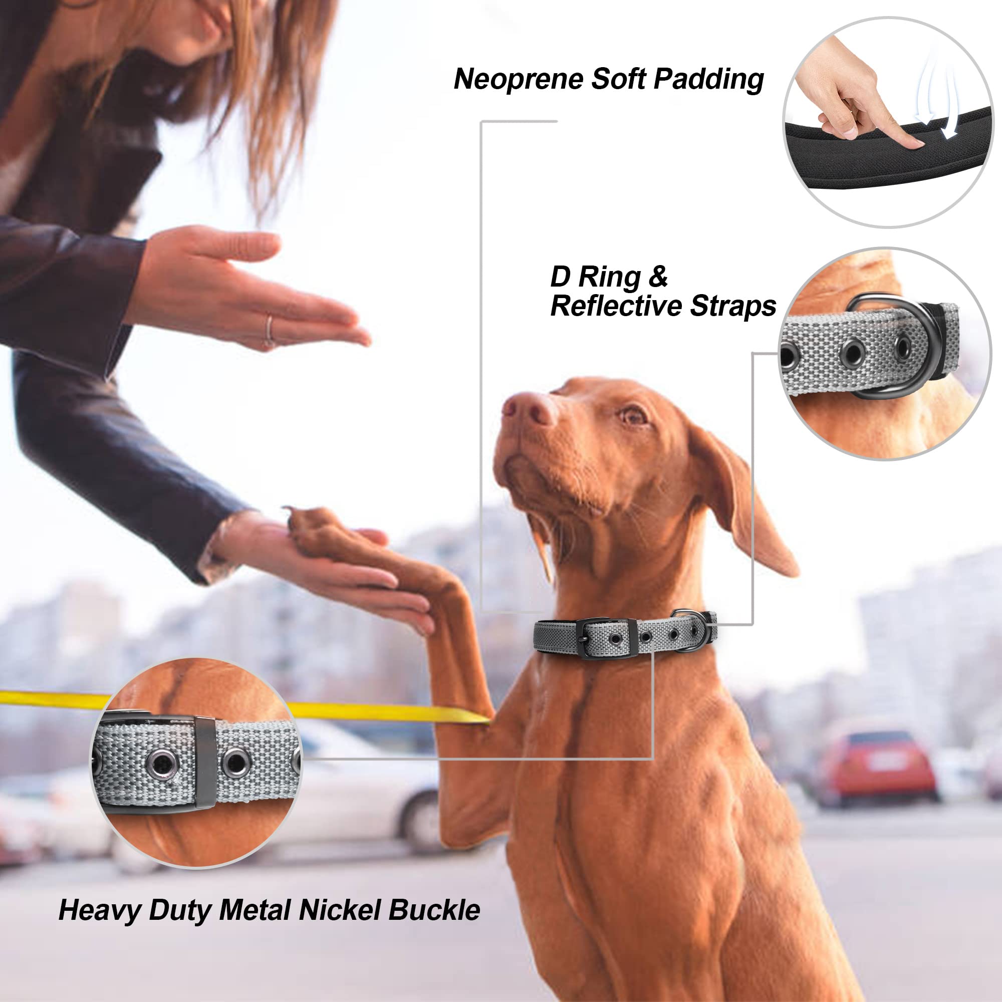 PetiFine heavy-duty metal buckle collar demonstrates lasting durability for training and walking.