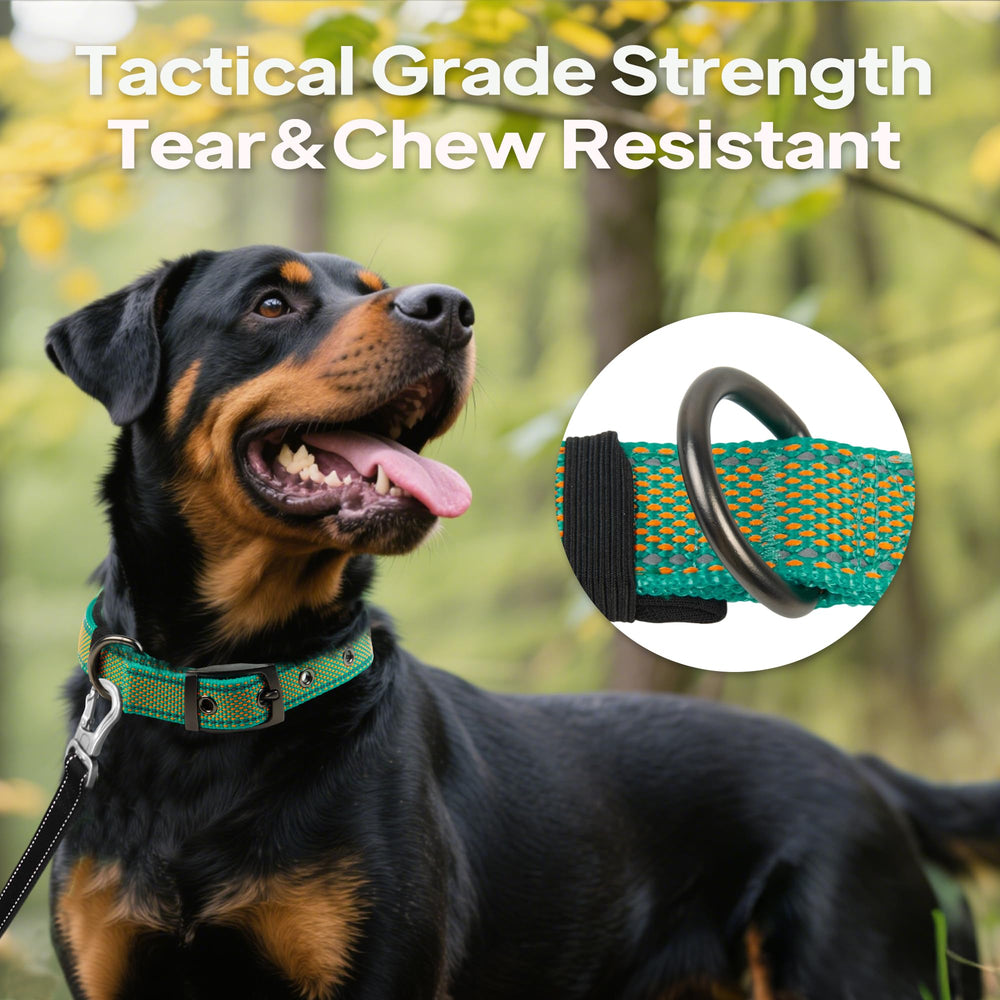 PetiFine teal-orange colorway collar stands out in parks and trails